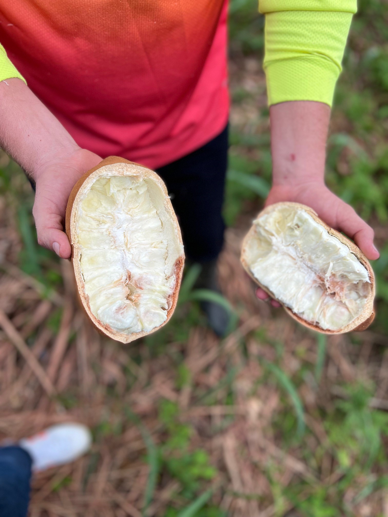 Natura recebe primeira importação de manteiga de cupuaçu cultivada na  Amazônia colombiana | Dois Terços